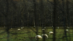 Scottish-Sheep-L.Moser_