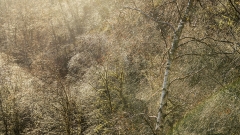 Scottish-forest-L.Moser_
